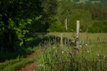Summer hot morning with green meadows and forests in Sumava mountains