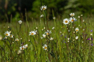 Summer hot morning with green meadows and forests in Sumava mountains