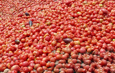 Rotting tomatoes scattered across rugged ground