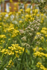 Obraz premium Lady grass (Latin Phalaris arundinacea) blooms in the meadow. Inflorescences of the lady grass against the background of yellow inflorescences of the Barbarea vulgaris.