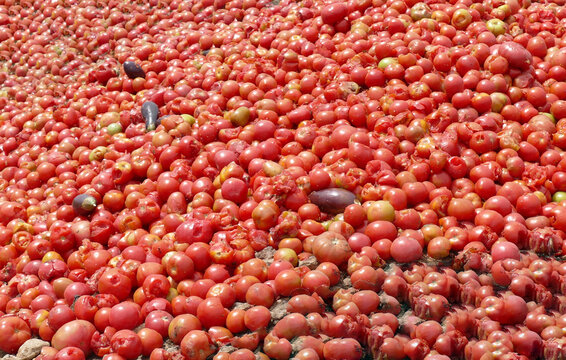 Rotting tomatoes scattered across rugged ground