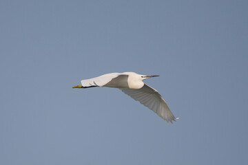 Küçük ak balıkçıl » Little Egret » Egretta garzetta
