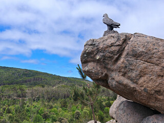 bald eagle, a predatory bird or bird of prey