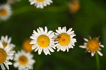 Fototapeta premium Daisy