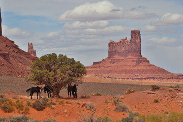 Wild horses at Monument Valley