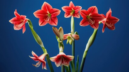 Bright red amaryllis flowers against a blue background. Flowering plant, floral decoration, and vibrant colors. The concept of blooming and floral aesthetics.