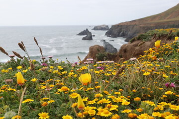 Sonoma Coast