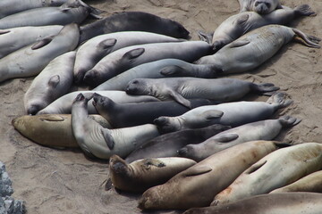 one big seal family