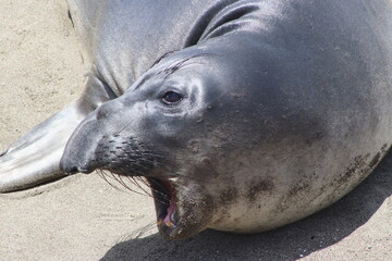 male seal shouting at the others