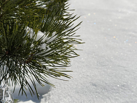 White snow and pine needles in winter 