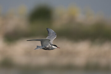 Bıyıklı sumru » Whiskered Tern » Chlidonias hybrida