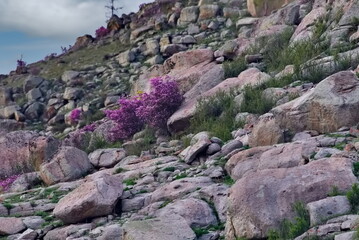 Russia. Mountain Altai. A flowering bush of Ledebur rhododendron (maralnik) on the slopes of the...