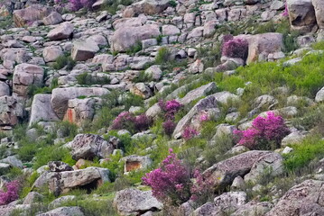 Russia. Mountain Altai. A flowering bush of Ledebur rhododendron (maralnik) on the slopes of the...