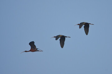 Çeltikçi » Glossy Ibis » Plegadis falcinellus