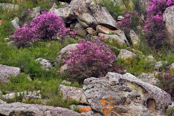 Russia. Mountain Altai. A flowering bush of Ledebur rhododendron (maralnik) on the slopes of the...
