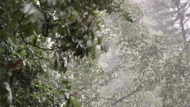 Strong storm with heavy rain hail and hurricane wind breaking trees during severe weather