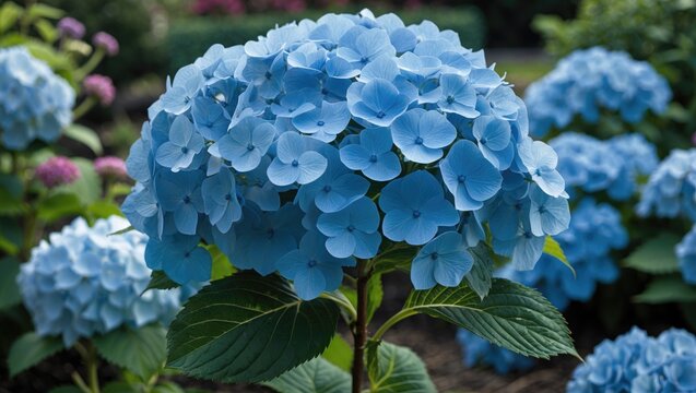 Blue hydrangea flower in a garden, surrounded by similar flowers and lush green foliage. - Powered by Adobe