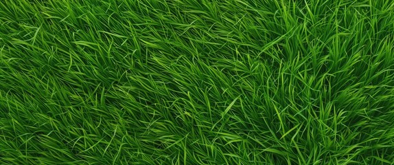 Lush green grass covering the ground in a dense, vibrant field.