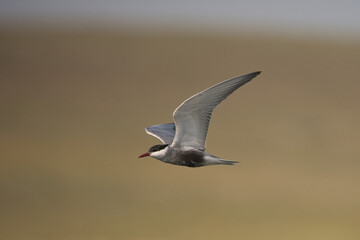 Bıyıklı sumru » Whiskered Tern » Chlidonias hybrida