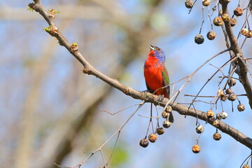 Beautiful painted bunty, perched in habitat against a blurry background. 