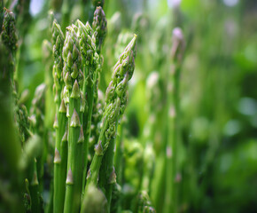 green grass with dew drops