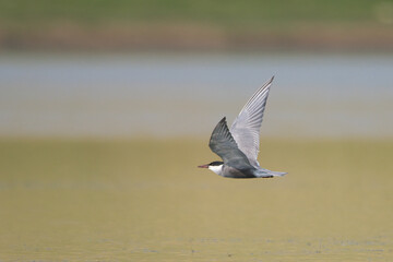 Bıyıklı sumru » Whiskered Tern » Chlidonias hybrida