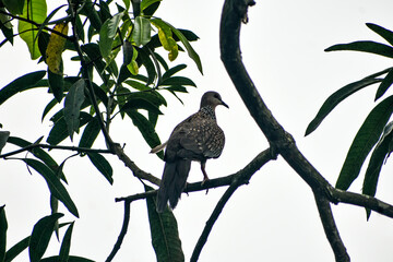 Spotted dove with distinctive neck plumage, perched on a branch.