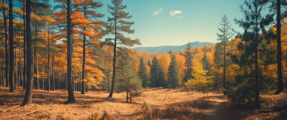 Fototapeta premium A forest scene with tall pine trees, fall foliage in orange and yellow hues, and distant mountains under a clear sky.
