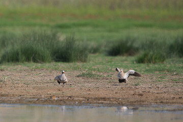 Bağırtlak » Pterocles orientalis » Black-bellied Sandgrouse