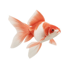 Vibrant orange and white goldfish with flowing fins swims gracefully against transparency background, showcasing its delicate scales and elegant movement