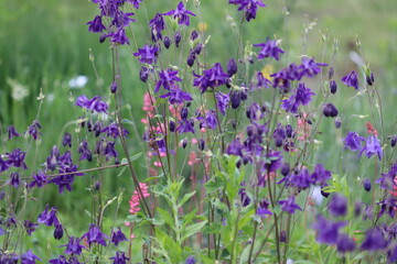 Naklejka premium Blue flowers of common columbine (Aquilegia vulgaris) in summer garden