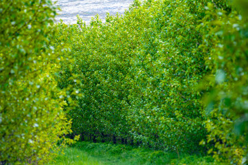 A lush green path framed by rows of dense trees, forming a natural corridor. The vibrant foliage...