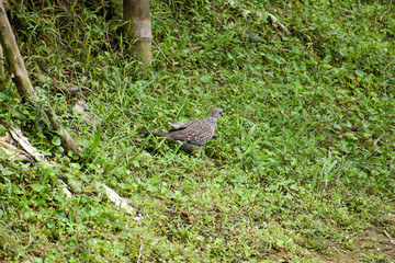 Spotted dove camouflaged in lush green grass, foraging in nature.