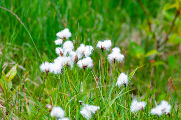A cluster of white cotton grass plants growing in a green meadow. The fluffy seed heads contrast beautifully with the vibrant grass, creating a soft and natural summer scene