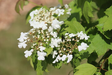 Viburnum branch with white flowers and green leaves in summer garden