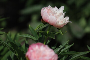 White flower of peony (Paeonia officinalis, cultivar Alba Plena) in summer garden
