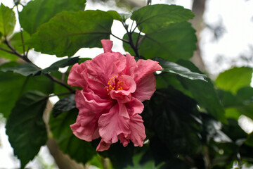 Fototapeta premium Bright pink hibiscus flower, vibrant and ruffled, with green leaves.
