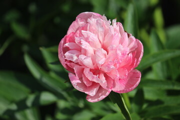 Pink flower of peony (Paeonia officinalis, cultivar Rosea Plena) in summer garden