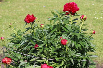 Red peony (cultivar Red Dandy) flowers in summer garden