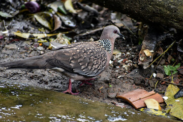 Spotted dove with distinctive neck plumage