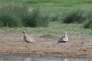 Bağırtlak » Pterocles orientalis » Black-bellied Sandgrouse