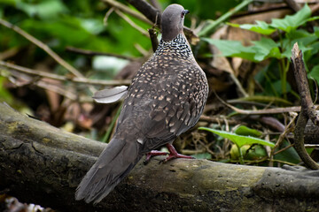 Spotted dove with distinctive neck plumage, perched on a branch.