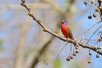 Beautiful painted bunty, perched in habitat against a blurry background. 