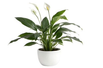 Peace lily plant indoor home decor photo isolated on transparent background