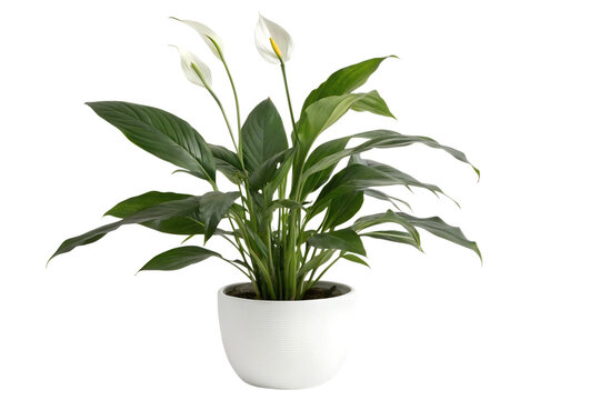 Fototapeta Peace lily plant indoor home decor photo isolated on transparent background