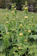 Phlomis russeliana or Jerusalem sage flowers
