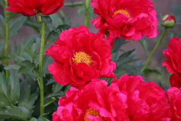 Red peony (cultivar Carina) flowers in summer garden