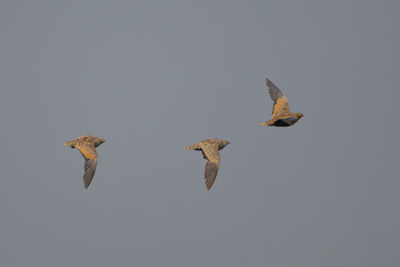 Bağırtlak » Pterocles orientalis » Black-bellied Sandgrouse