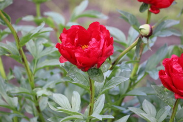 Red peony (cultivar Red Red Rose) flower in summer garden