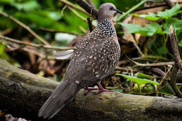 Spotted dove with distinctive neck plumage, perched on a branch.